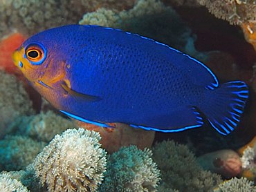 Cherubfish - Centropyge argi - Cozumel, Mexico