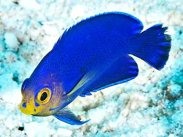 Cherubfish - Centropyge argi - Cozumel, Mexico