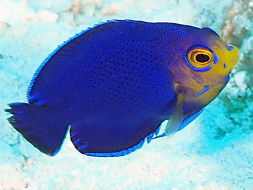 Cherubfish - Centropyge argi - Cozumel, Mexico