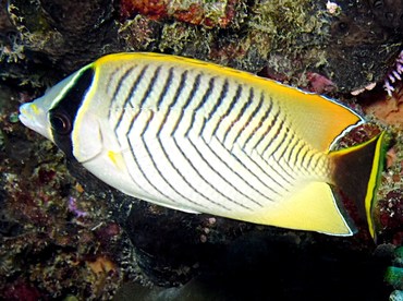 Chevroned Butterflyfish - Chaetodon trifascialis - Palau