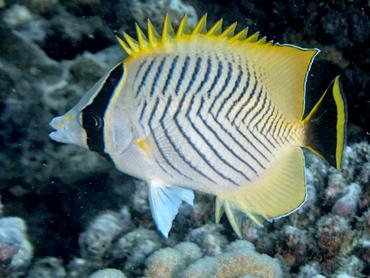 Chevroned Butterflyfish - Chaetodon trifascialis - Moorea, French Polynesia