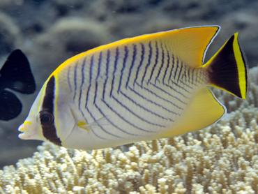 Chevroned Butterflyfish - Chaetodon trifascialis - Bali, Indonesia