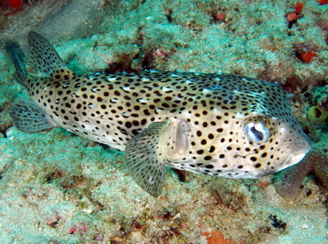 Spotfin Burrfish - Chilomycterus reticulatus - Palm Beach, Florida