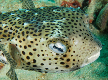 Spotfin Burrfish - Chilomycterus reticulatus - Palm Beach, Florida