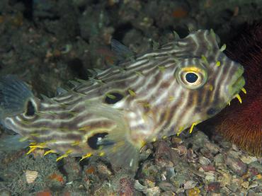 Striped Burrfish - Chilomycterus schoepfii - Blue Heron Bridge, Florida