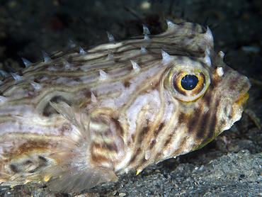 Striped Burrfish - Chilomycterus schoepfii - Blue Heron Bridge, Florida