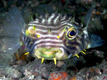 Striped Burrfish - Chilomycterus schoepfii - Blue Heron Bridge, Florida