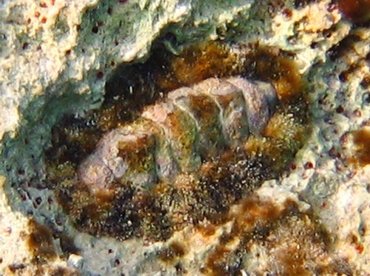 Fuzzy Chiton - Acanthopleura granulata - Nassau, Bahamas