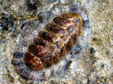 Fuzzy Chiton - Acanthopleura granulata - Grand Cayman