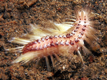Chloeia bemisae - Chloeia bemisae - Lembeh Strait, Indonesia