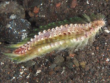 Chloeia bemisae - Chloeia bemisae - Bali, Indonesia