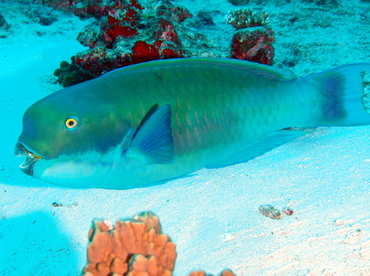 Steephead Parrotfish - Chlorurus microrhinos - Palau