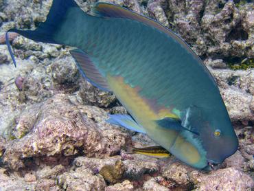Steephead Parrotfish - Chlorurus microrhinos - Rangiroa, French Polynesia