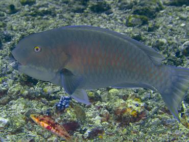 Steephead Parrotfish - Chlorurus microrhinos - Komodo, Indonesia