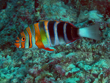 Harlequin Tuskfish - Choerodon fasciatus - Great Barrier Reef, Australia