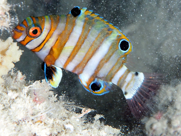 Harlequin Tuskfish - Choerodon fasciatus - Great Barrier Reef, Australia