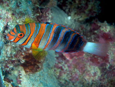 Harlequin Tuskfish - Choerodon fasciatus - Great Barrier Reef, Australia