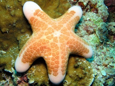 Granulated Sea Star - Choriaster granulatus - Dumaguete, Philippines