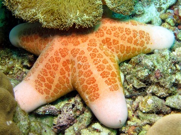 Granulated Sea Star - Choriaster granulatus - Dumaguete, Philippines