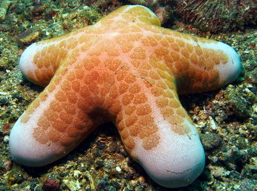Granulated Sea Star - Choriaster granulatus - Lembeh Strait, Indonesia