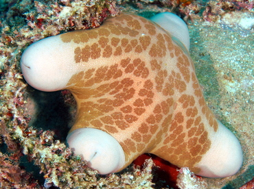Granulated Sea Star - Choriaster granulatus - Palau