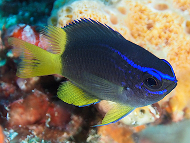 Yellowtail Reeffish - Chromis enchrysura - Palm Beach, Florida