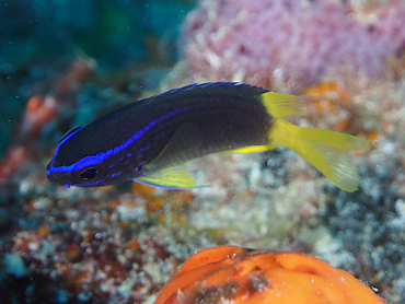 Yellowtail Reeffish - Chromis enchrysura - Palm Beach, Florida
