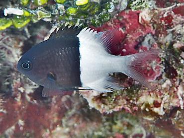 Half-and-Half Chromis - Pycnochromis iomelas - Rangiroa, French Polynesia