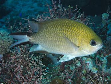 Philippine Chromis - Chromis scotochiloptera - Komodo, Indonesia