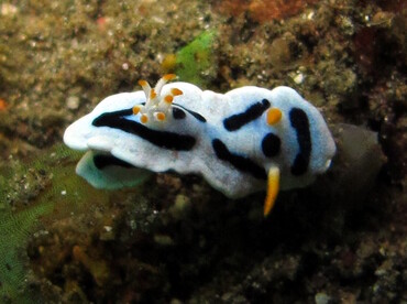 Alcala's Chromodoris - Chromodoris alcalai - Lembeh Strait, Indonesia