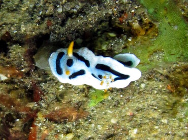 Alcala's Chromodoris - Chromodoris alcalai - Lembeh Strait, Indonesia