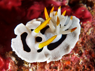 Alcala's Chromodoris - Chromodoris alcalai - Wakatobi, Indonesia