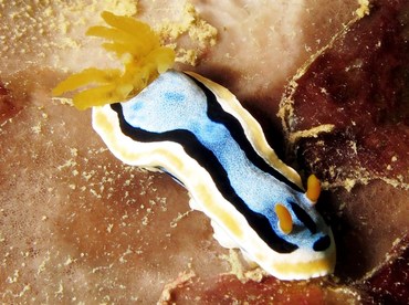 Anna's Chromodoris - Chromodoris annae - Yap, Micronesia