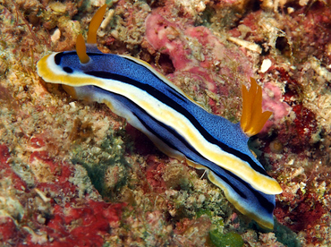 Anna's Chromodoris - Chromodoris annae - Wakatobi, Indonesia