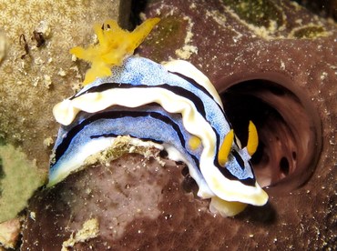 Anna's Chromodoris - Chromodoris annae - Yap, Micronesia