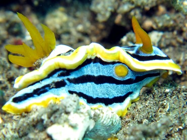 Anna's Chromodoris - Chromodoris annae - Dumaguete, Philippines