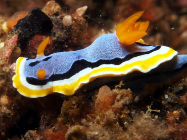 Anna's Chromodoris - Chromodoris annae - Lembeh Strait, Indonesia