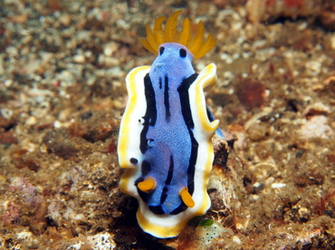 Anna's Chromodoris - Chromodoris annae - Lembeh Strait, Indonesia