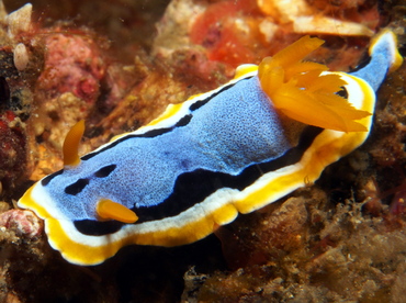 Anna's Chromodoris - Chromodoris annae - Lembeh Strait, Indonesia