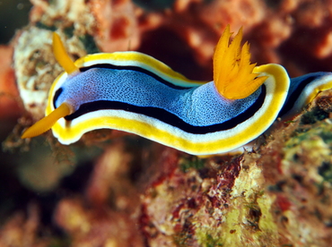 Anna's Chromodoris - Chromodoris annae - Anilao, Philippines