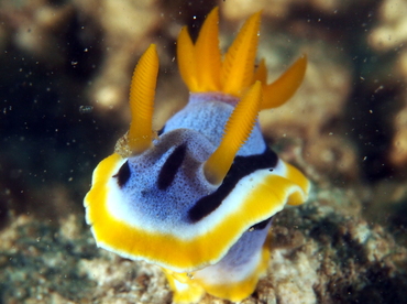 Anna's Chromodoris - Chromodoris annae - Anilao, Philippines