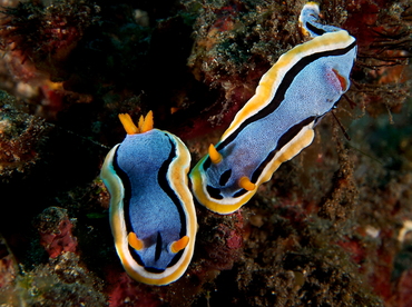 Anna's Chromodoris - Chromodoris annae - Bali, Indonesia