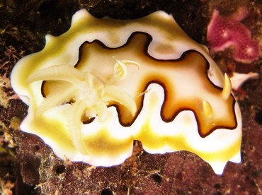 Co's Chromodoris - Goniobranchus coi - Yap, Micronesia