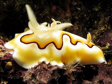 Co's Chromodoris - Goniobranchus coi - Yap, Micronesia