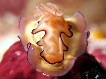 Co's Chromodoris - Goniobranchus coi - Wakatobi, Indonesia