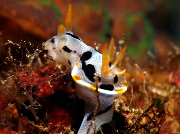 Diana's Chromodoris - Chromodoris dianae - Anilao, Philippines