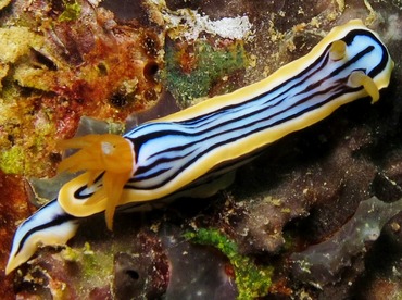 Elisabeth's Chromodoris - Chromodoris elisabethina - Yap, Micronesia