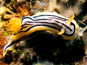 Elisabeth's Chromodoris - Chromodoris elisabethina - Yap, Micronesia