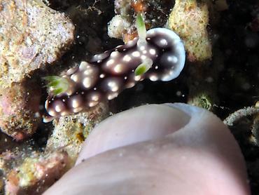Geometric Chromodoris - Goniobranchus geometricus - Lombok, Indonesia