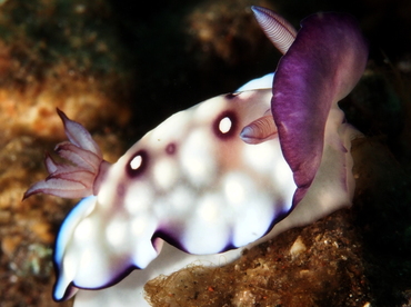 Bus Stop Chromodoris - Goniobranchus hintuanensis - Bali, Indonesia
